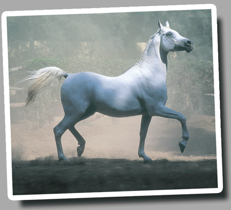 Equistro Sweden